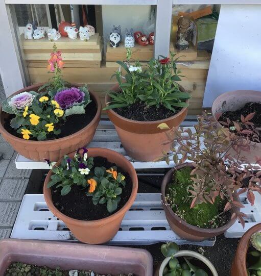 花壇の植え替え