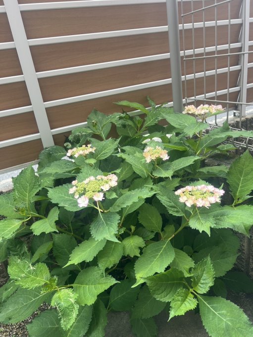 紫陽花を見に来てね♪