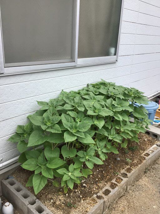 夏といえば…🌻