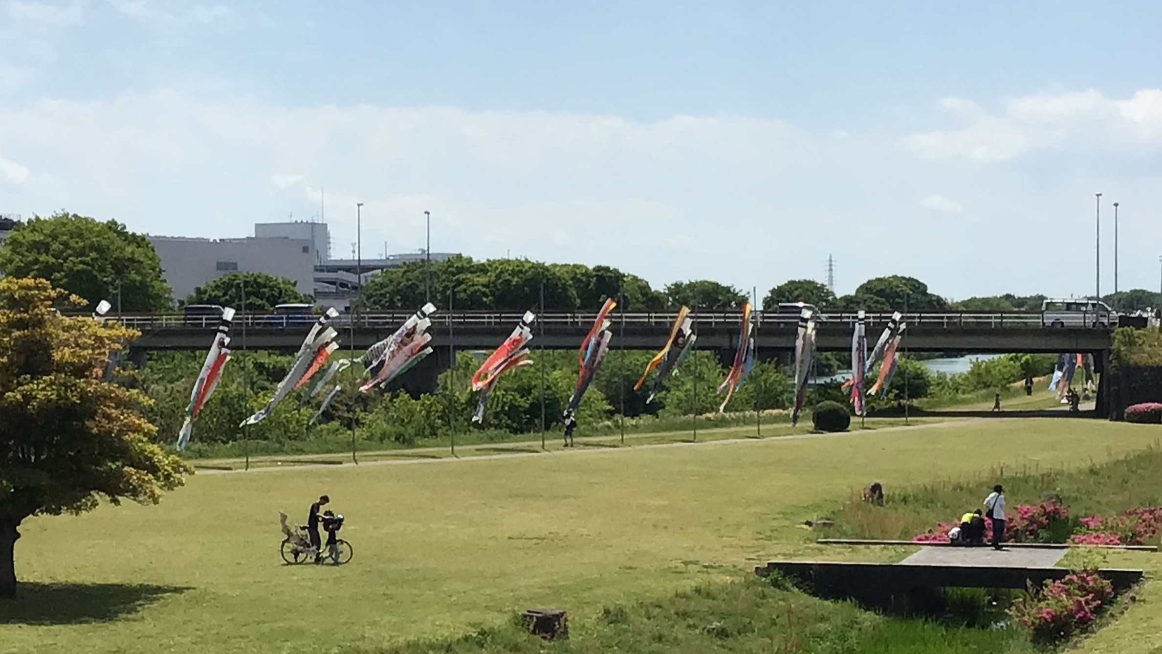 鯉のぼり🎏