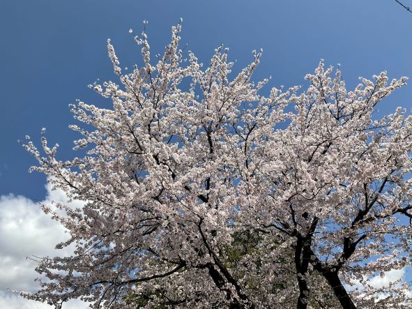 新緑の季節🍃