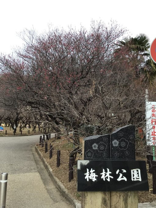 梅林公園　開花！