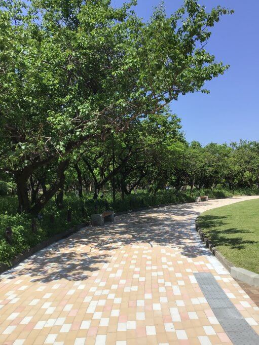 令和５年５月梅林公園の様子をお届けします🌳