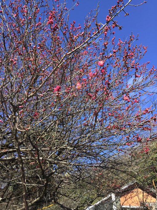 梅林公園の様子をお届けします💐