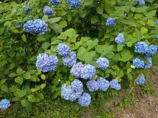 梅雨の季節でも楽しいこと(^^)/