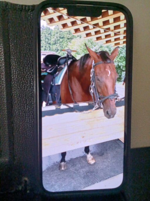 2026年はうま年だけにうまく行きますように・・・