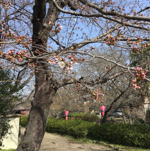 桜の蕾が少しずつ・・・。