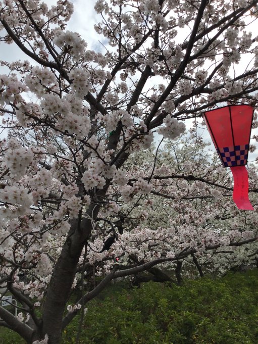 桜満開！！