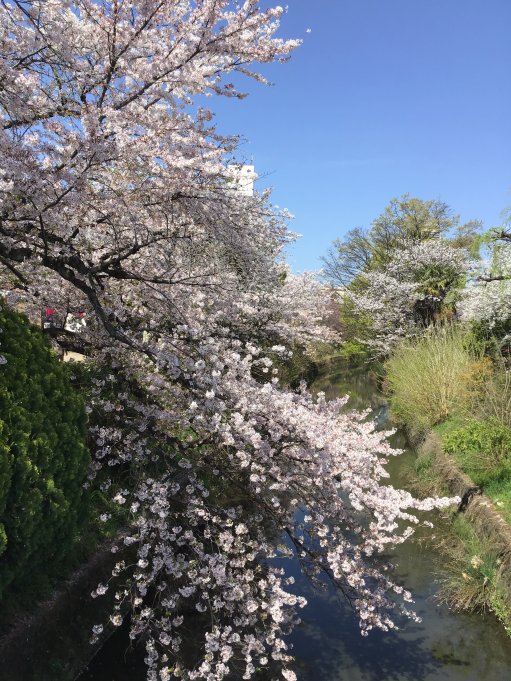 G☆Star加納近くの清水川🌸速報!!