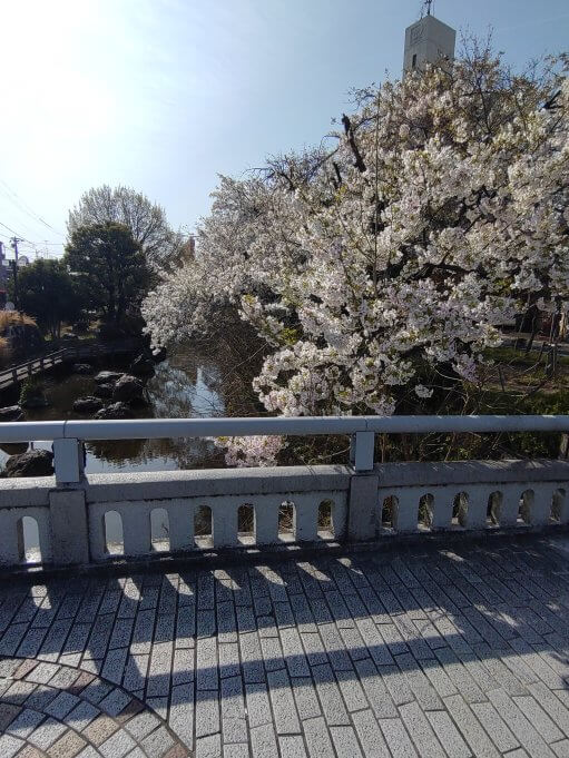 桜の開花です！！