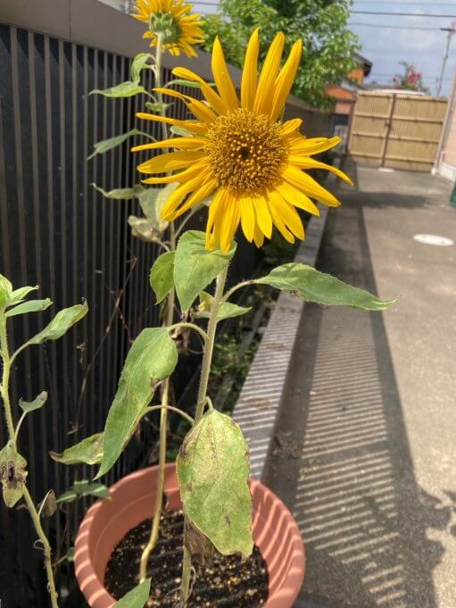 🌻瑞穂市ひまわりプロジェクト🌻 ｜和光会グループ介護事業部のブログ