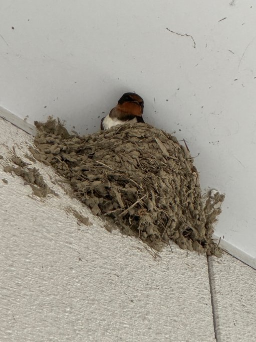 🐦久しぶりの居候🐦