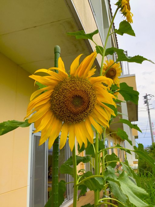 今年も植えました
