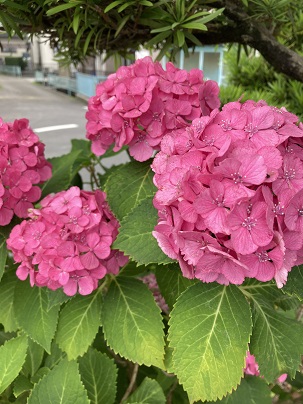 6月も最終日です