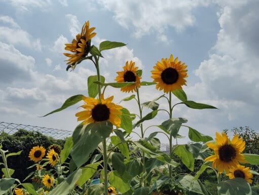 夏の風物詩といえば