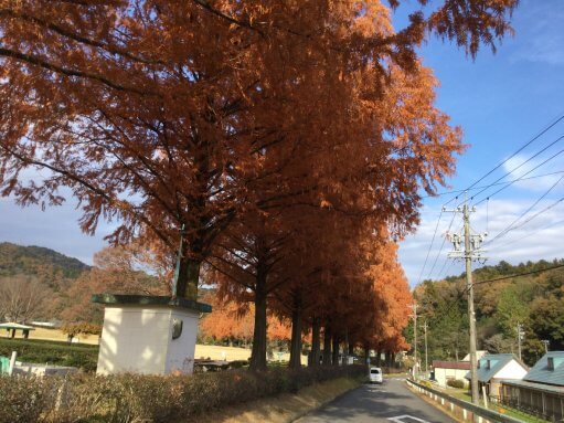 気分爽快＼(^o^)／　～紅葉鑑賞～