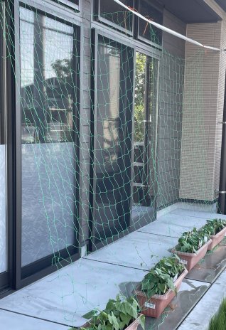 ファミリーケア島の朝顔観察日記(1)