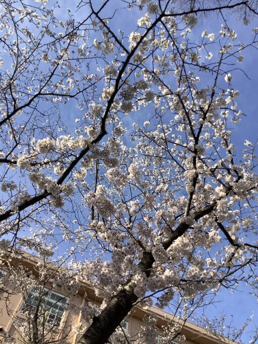 やる気を引き出す桜☆