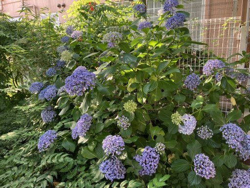 梅雨入り前の紫陽花★